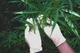 Mad Farmer White Nitrile Horticulture Gloves, Size XL, Box of 100 FREE SHIPPING