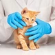 BASIC MEDICAL BLUE NITRILE EXAM GLOVES NGPF-7003 (BOX 100), LARGE - BLUE